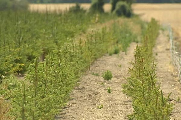 Les jeunes pousses plantées l'an dernier sont les plus menacées par la chaleur.