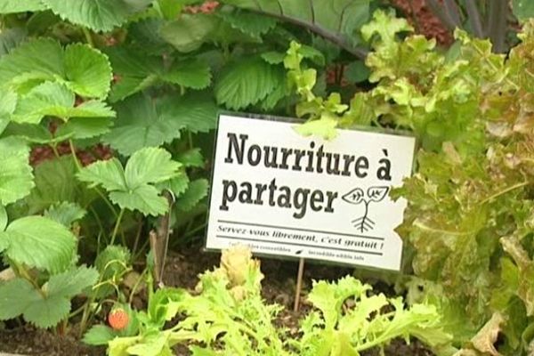 Les "incroyables comestibles" proposent des potagers en libre-service