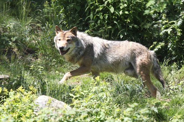 Loup gris: un individu aurait été observé le 8 septembre au bord du lac de Guerlédan.