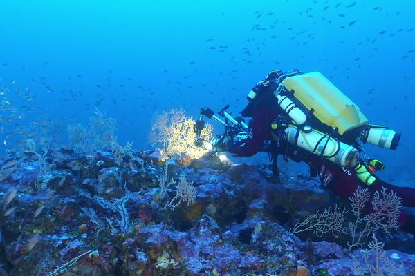 Laurent Ballesta et son équipe étudient les anneaux de corail situés au large du Cap Corse. 