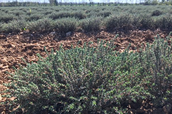 Plus de 60 hectares de thym ont été plantés en Charente-Maritime grâce à Biolopam.