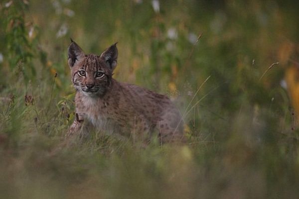 Un bébé lynx qui n'est pas de ceux que l'on cherche mais qui a été photographié dans le Jura il a quelques mois