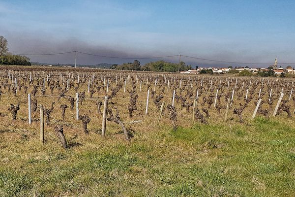 Au lever du jour, après les brulages destinés à éviter le gel dans le vignoble nantais, les particules fines forment un voile bien  visible