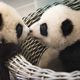 Les deux pandas jumeaux Bao Di et Bao Mei, avant leur départ pour la Chine