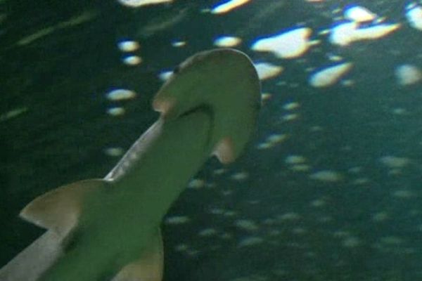 Trois petits requins marteaux sont arrivés à l'aquarium de La Rochelle