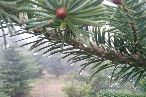 Les sapins de Brunels