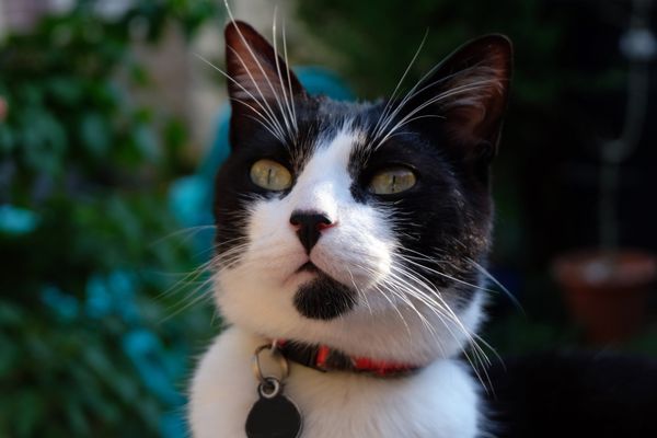 De nombreux propriétaires s'interroge sur la pertinence de mettre un collier à son chat.