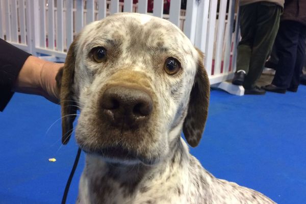 La race "braque du bourbonnais" est méconnue en France. Ces chiens ont failli disparaître au 20ème siècle. 