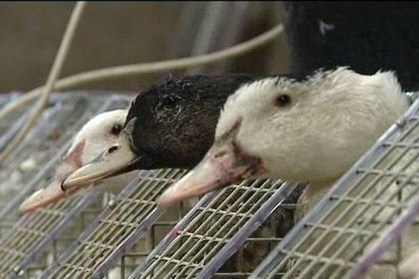 Yann a quitté son métier dans le BTP pour faire du foie gras à l'ancienne dans la Drôme