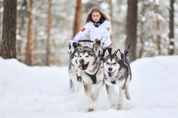 Balade avec des chiens de traîneau dans les Pyrénnées pour les vacances de Noël