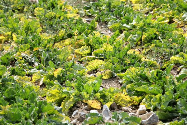 Les betteraves ont été touchées de plein fouet par une jaunisse virale. Photo d'illustration