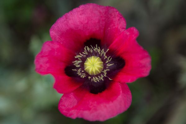 La ville de Nantes distribue gratuitement des graines de 17 espèces de fleurs différentes.