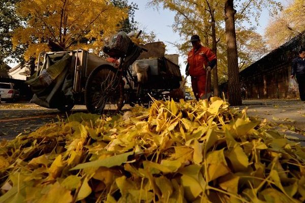 Point de vue image du monde : c'est aussi l'automne à  Pékin, où un employé municipal ramasse les feuilles mortes poussées par le vent le 12 novembre 2013