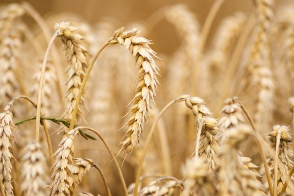 Le blé nourricier, le blé inspirant, le blé symbole de fertilité et de prospérité.