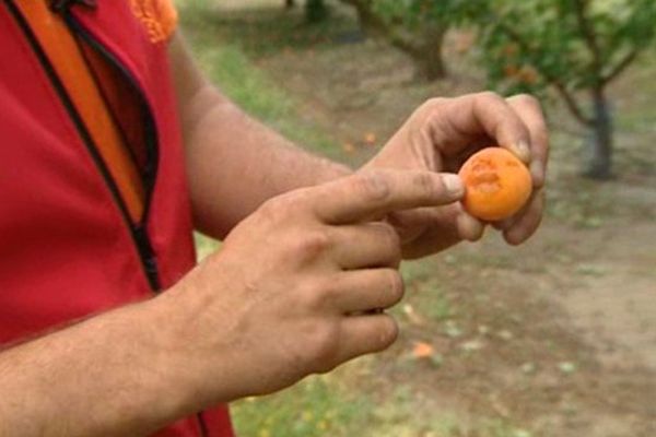 La récolte de certains arboriculteurs du Roussillon, comme les abricots de Sébastien Pratx, a été détruite par une averse de grêle jeudi 11 juin 2015