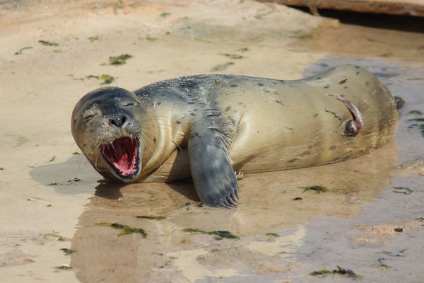 Le bébé phoque est né ce week-end dans le parc animalier de la Côte d'Azur.