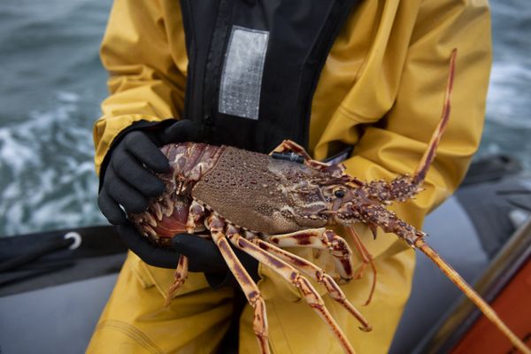 Dans le cadre du projet scientifique Fish Intel, des crustacés et poissons ont été équipés d'émetteurs sonores pour suivre leur comportement.