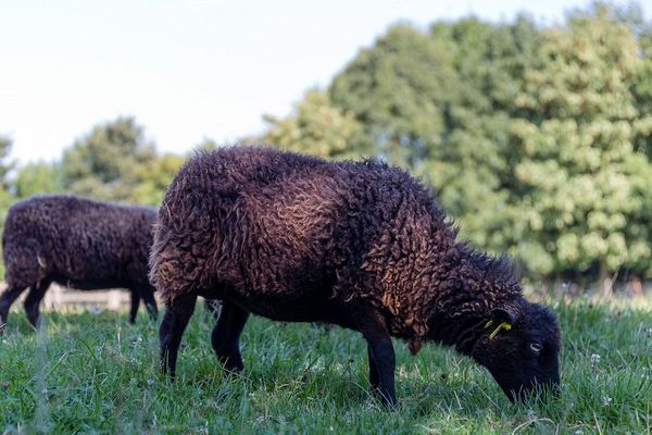 Moutons d'Ouessant