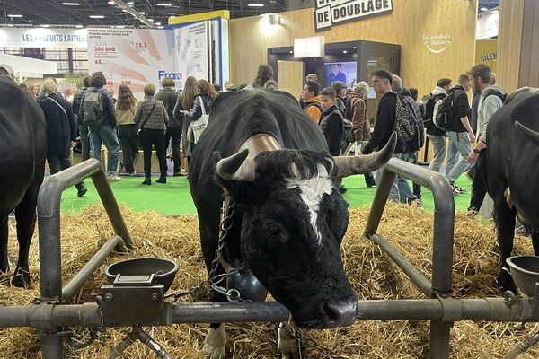 Mesquine est une vache de race Hérens qui vient tout droit de Savoie.