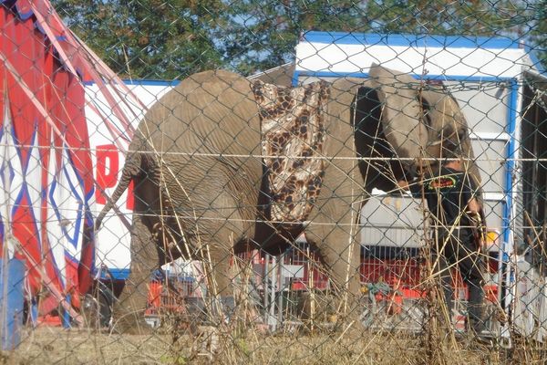 One Voice ne désespère de voir Samba quitter le cirque dans lequel elle vit depuis 20 ans pour une retraite heureuse en Haute-Vienne.