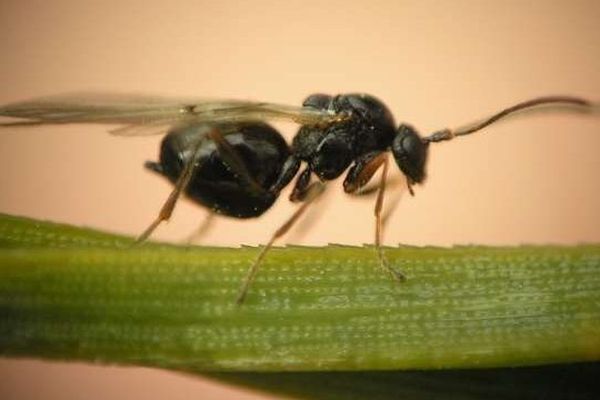 Le cynips du châtaignier (Dryocosmus kuriphilus), appelé aussi Chalcide du châtaignier, est un micro-hyménoptère ravageur parasite majeur du châtaignier.