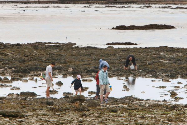 Pêche à pied du côté d'Aytré, en Charente-Maritime.