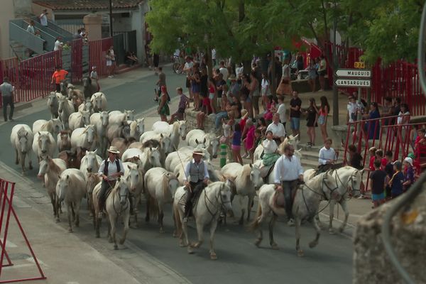 Les fêtes votives de Saint-Just, dans l'Hérault, ont été endeuillées lundi 7 août 2023 par la mort d'un homme de 71 ans, percuté par une vachette.