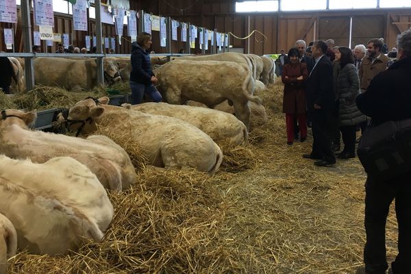 La loi alimentation et les menus végétariens dans les cantines scolaires se sont invités au menu de ce 33e concours interdépartemental de Charolais reproducteurs à Saint-Gervais d'Auvergne