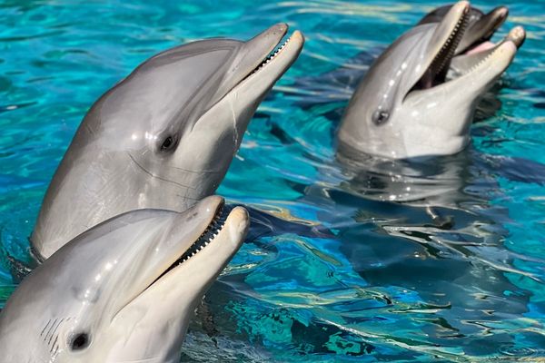 Des dauphins du parc Marineland en 2023.