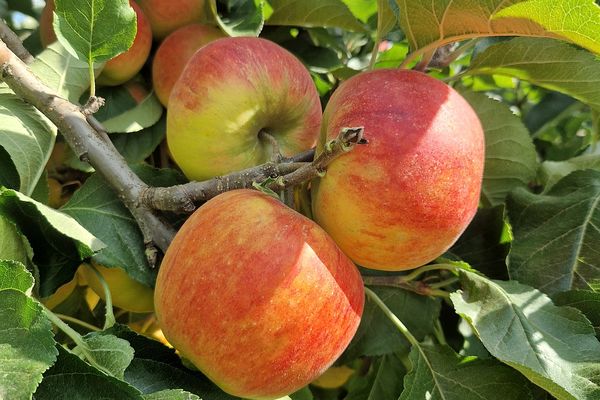 La pomme : un des fruits préférés des français