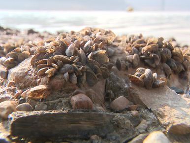 Le Léman envahi - La moule quagga continue à proliférer dans les eaux du  lac