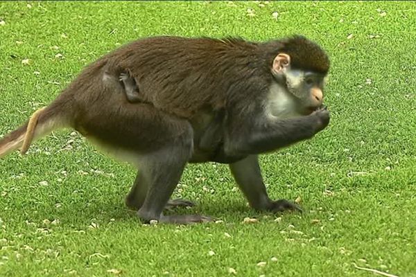 L'une des femelles de l'espèce très menacée des cercopithèques ascagne à nez orange