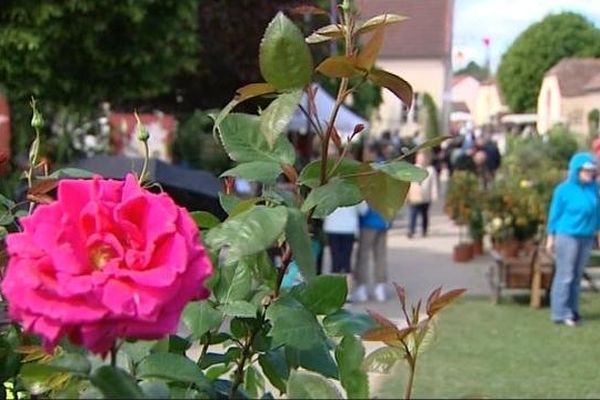 Le rosier "Charme de Bézouotte" créé spécialement pour le 20ème anniversaire de la foire aux plantes rares