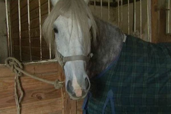 Le salon du cheval commence ce week-end à Paris Nord-Villepinte. 