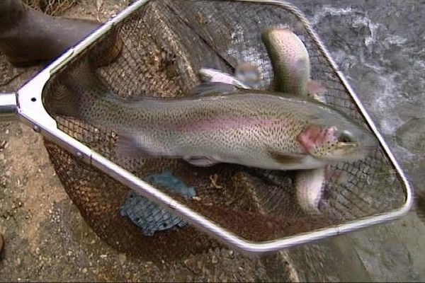 Suite aux récentes inondations les truites e la pisciculture de la fédération de pêche de Velars-sur-Ouche ont été emportées dans la rivière Ouche et se sont mélangées petites et grosses