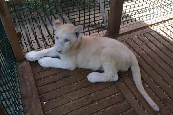 L'association Caresse de Tigre accueille des lions et des tigres depuis 2004 dans son refuge d'Arelaune-en-Seine, en Seine-Maritime.