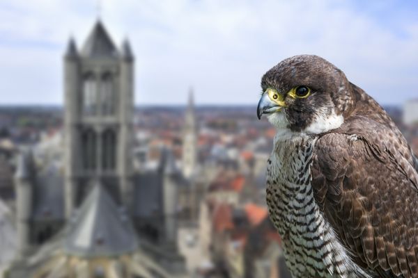 Un nichoir a été installé à Langres dans l'espoir d'attirer des faucons pèlerins. (illustration)