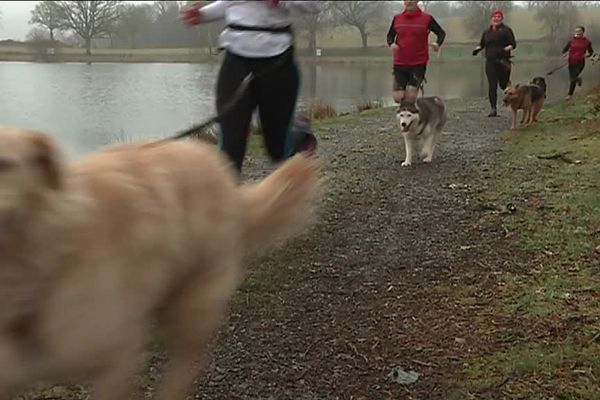 Entraînement de cani-cross en Haute-Vienne