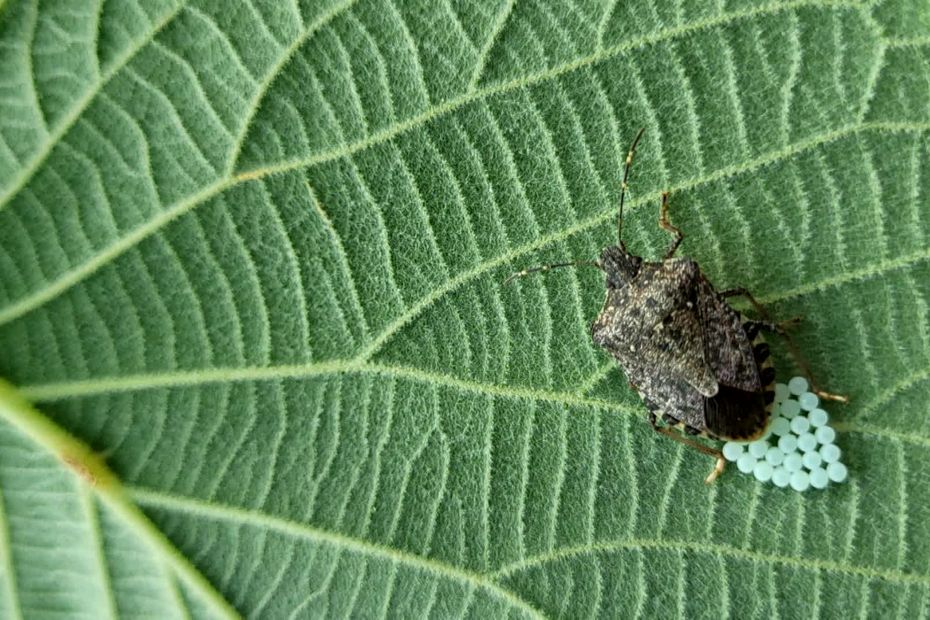 Managing the Evil Bug: A New Threat to Crops in Gers and Tarn-et-Garonne