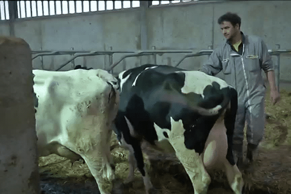 Week-end de répit pour le représentant FDSEA Bruno Calle, avec ses vaches sur son exploitation.