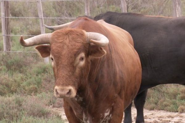 Un toro de Margé prévu pour la corrida du 8 mai à Palavas