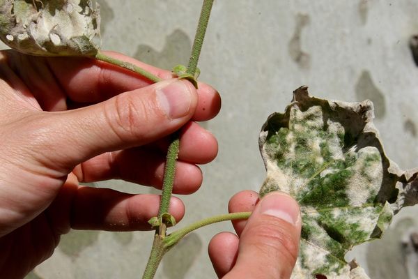 Le chancre coloré a totalement contaminé les platanes du cours Jean Jaurès d'Avignon