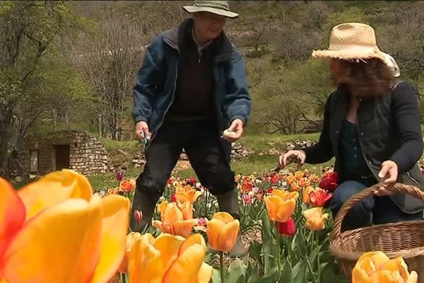 L'avocat François Roux dans son champ de tulipes à Vébron (Lozère), avec sa femme Evelyne Roux-Giroux