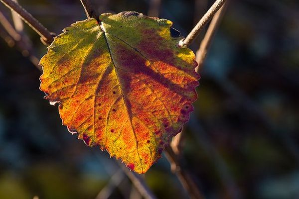 Couleurs d'automne