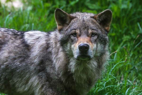 Une louve a été tuée aux Longevilles-Mont-d'Or suite à un tir de défense