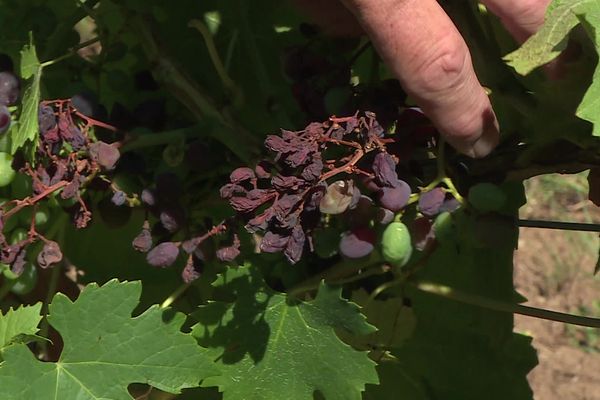 Le raisin n'a pas supporté les trop fortes chaleurs et le manque d'eau.