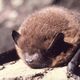 C’est un animal méconnu et souvent mal jugé : la chauve-souris, parfois perçue comme une menace, ne représente pourtant aucun danger pour l’homme.