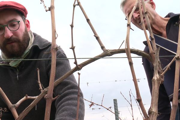 François Beiner et son père Pierre, dans leurs vignes bio.