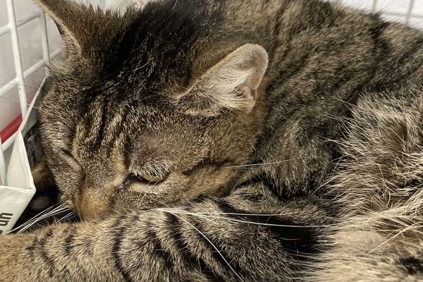 Haut Rhin Polemique Autour Du Sort Des Chats Errants A Wintzenheim