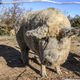 La totalité des animaux de l'élevage, soit une centaine d'animaux infectés par la maladie d'Aujeszky, situé à Montjoi dans le Tarn-et-Garonne a été abattue.